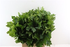 Quercus Rubra 75cm