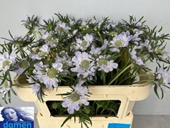 Scabiosa Jisca 65cm