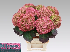 Hydrangea Adora Classic 80cm 21-23cm Hd