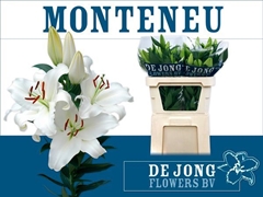 Lily Oriental Monteneu 65cm 3+