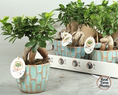 Ficus Microcarpa Ginseng 14Ø 35cm