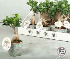 Ficus Microcarpa Ginseng 10Ø 30cm