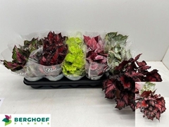 Begonia Leaf Beleaf Mix 12Ø 22cm
