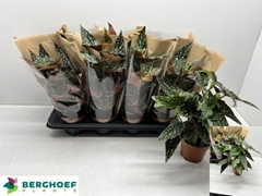 Begonia Foliage Maculata Spotlight Green 12Ø 30cm
