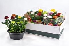 Chrysanth Flowerpops Abbey Mix In Pot 23Ø 25cm