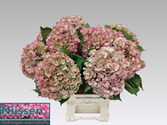 Hydrangea Elbtal Classic 60cm 18-20cm Hd