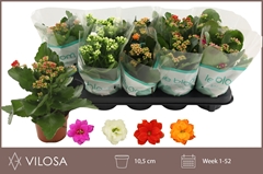 Kalanchoe Double Mix 10Ø 22cm