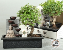Bonsai Mix 29Ø 30cm