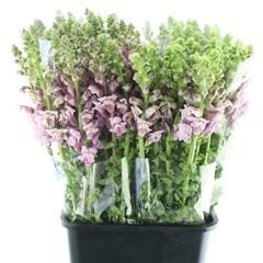 Antirrhinum Opus Lavender 60cm