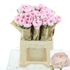 Ranunculus Success Hanoi 45cm 35gr.