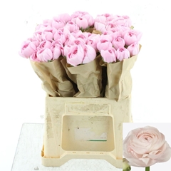 Ranunculus Success Favola 40cm 30gr.