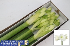 Hippeastrum Mont Blanc 80cm