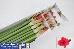 Hippeastrum Isabella 75cm