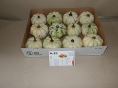 Cucurbita Pepo Baby Boo 10cm