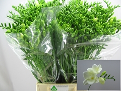 Freesia Single Corvette 55cm 15gr.