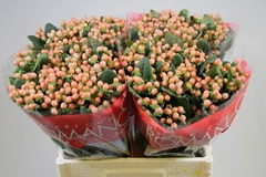 Hypericum Mellow Romance 50cm