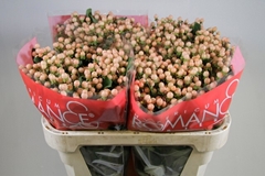 Hypericum Mellow Romance 60cm