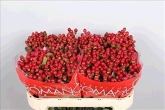 Hypericum Red Light Romance 60cm