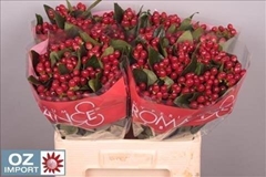Hypericum True Romance 60cm