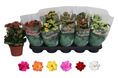 Kalanchoe Double Rosaline Mix 12Ø 27cm