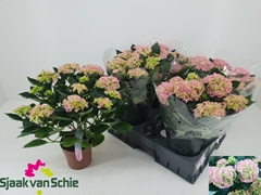 Hydrangea Hi Halo 14Ø 36cm 7bl