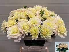 Dahlia Diana's Memory 55cm