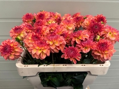 Dahlia Chanel 50cm
