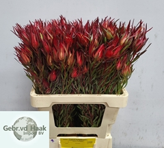 Leucadendron Salignum 60cm Spray