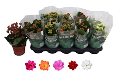 Kalanchoe Double Rosaline Mix 12Ø 27cm