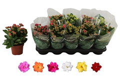 Kalanchoe Double Rosaline Mix 12Ø 27cm