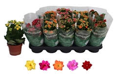 Kalanchoe Double Rosaline Mix 12Ø 27cm