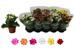 Kalanchoe Double Rosaline Mix 12Ø 27cm