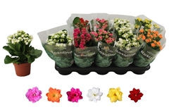 Kalanchoe Double Rosaline Mix 12Ø 27cm