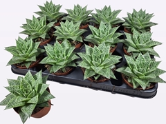 Gasteria 8Ø 10cm