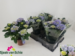 Hydrangea Hi Halo 14Ø 38cm 7bl