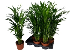 Dypsis Lutescens 17Ø 85cm