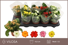 Kalanchoe Double Mix 10Ø 19cm