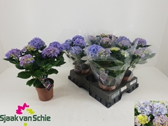 Hydrangea Hi Halo 14Ø 38cm 5bl