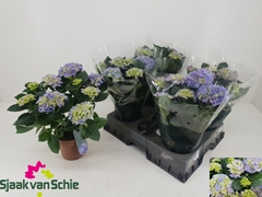 Hydrangea Hi Halo 14Ø 38cm 7bl