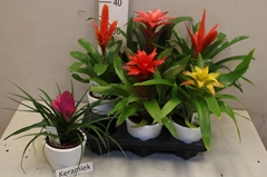 Bromelia Mix 10Ø 30cm