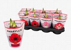 Hippeastrum Mix 14Ø 20cm