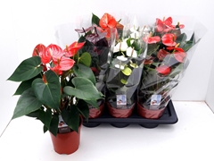 Anthurium Mix 5 Colours 17Ø 55cm