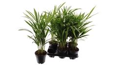 Dypsis Lutescens 14Ø 45cm