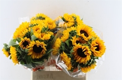 Helianthus Orange Fire 80cm