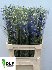 Delphinium Single Volkerfrieden 90cm