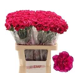 Dianthus Single Puprle Storm+ 60cm