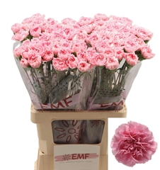 Dianthus Single Julia 65cm