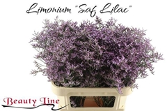 Limonium Safora Lilac 80cm 40gr.