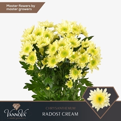 Chrysanth Spray Radost Cream 70cm 85gr.