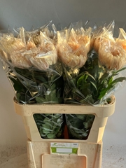 Chrysanth Single Avignon 80cm 160gr.
